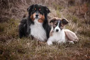 Hundschule Dresden Nancy Wendler Mehrhundehaltung