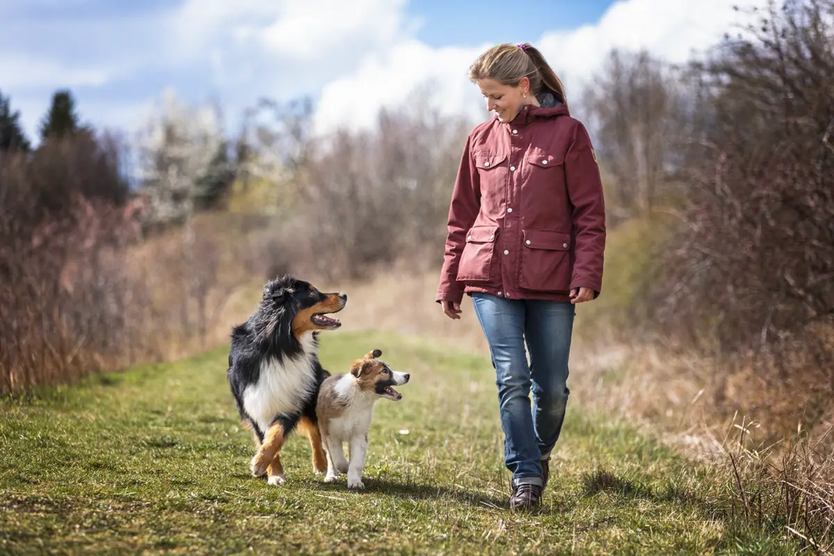 Hundschule Dresden Nancy Wendler Mehrhundehaltung