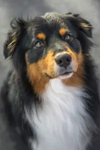 Hundeschule Dresden Nancy Wendler 