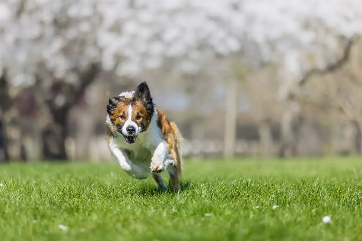 Hundetrainer Dresden Nancy Wendler