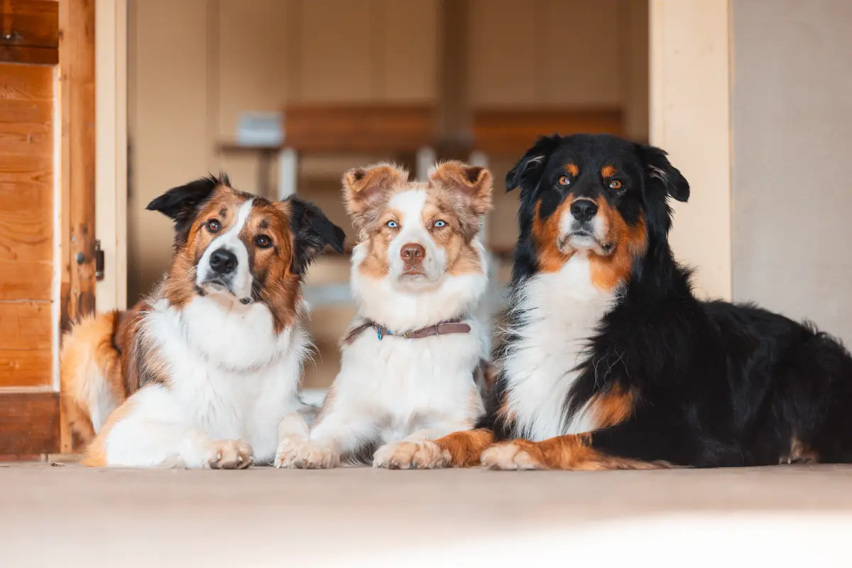 Hundeschule Dresden Nancy wendler